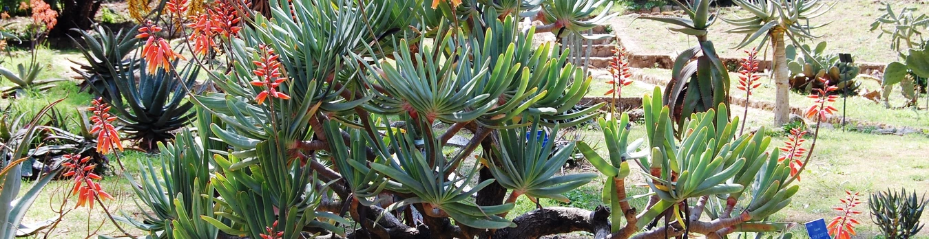 Picture of the Aloe plicatilis in the Botanical Garden in Palermo