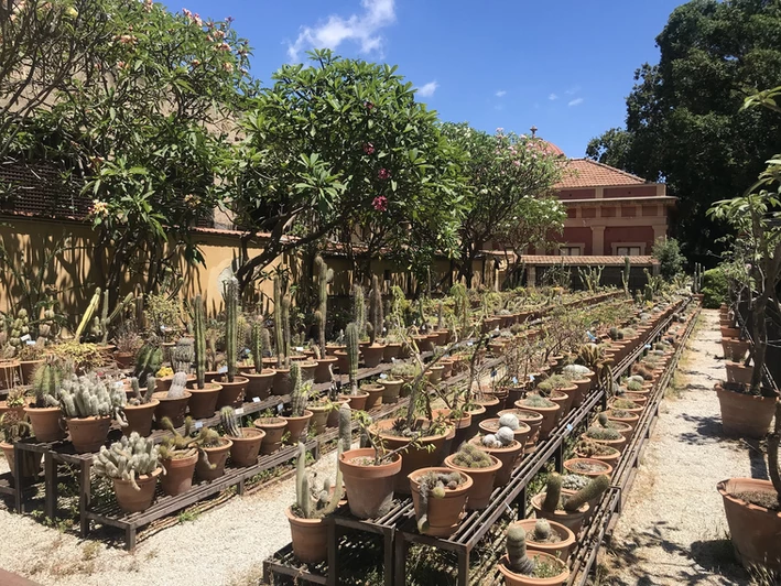 Cacti breeding in the Botanical Garden