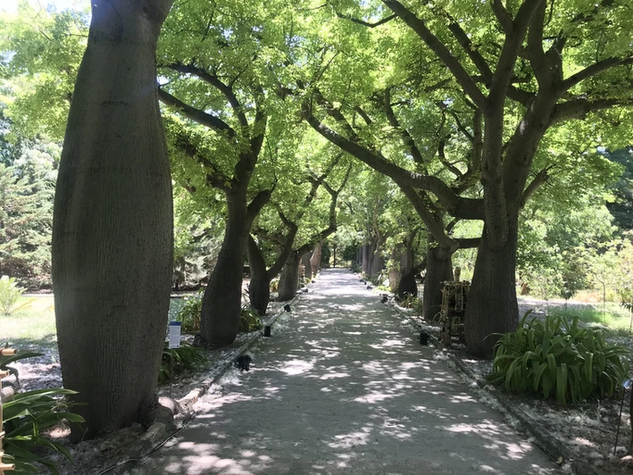 The Antonino De Leo Avenue in the Botanical Garden