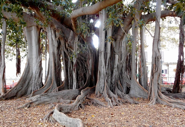 A ficus tribe in Giardino Garibaldi Park