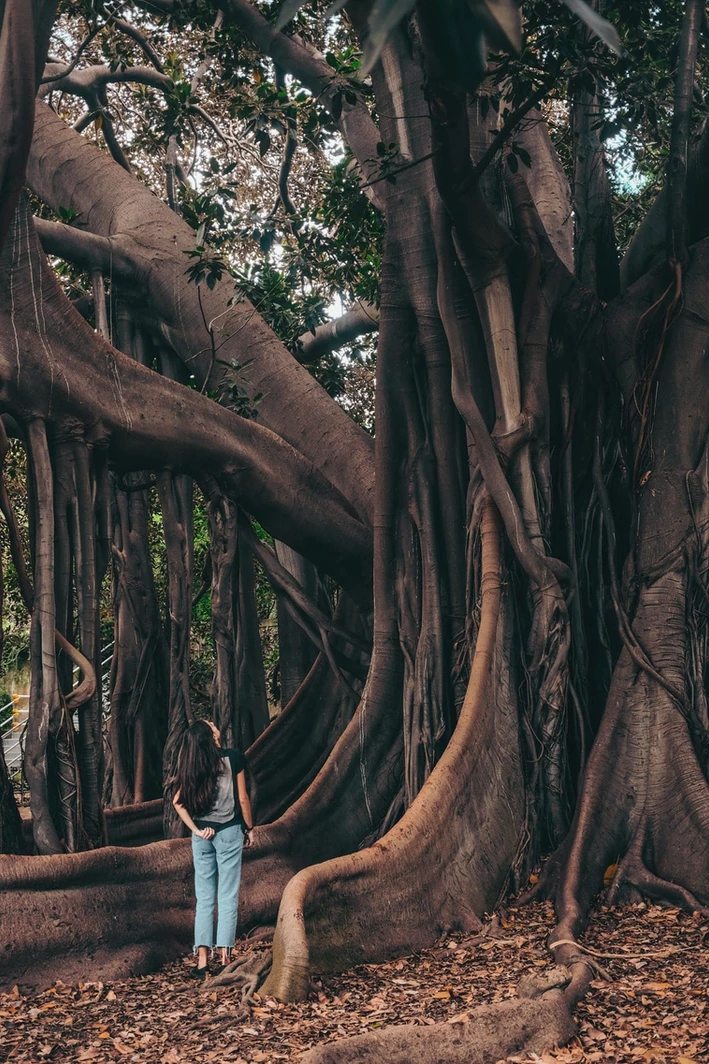 Woman under a fig tree in Garibaldi Garden Park