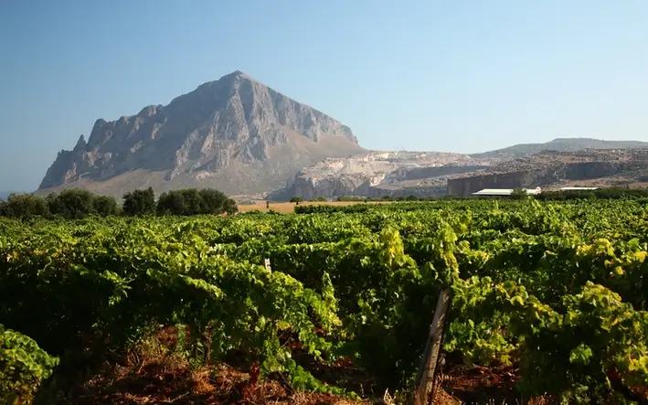 View of a Sicilian wine growing area