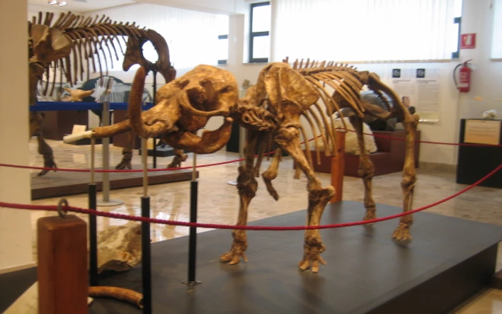 Skeleton reconstruction of the Sicilian dwarf elephant