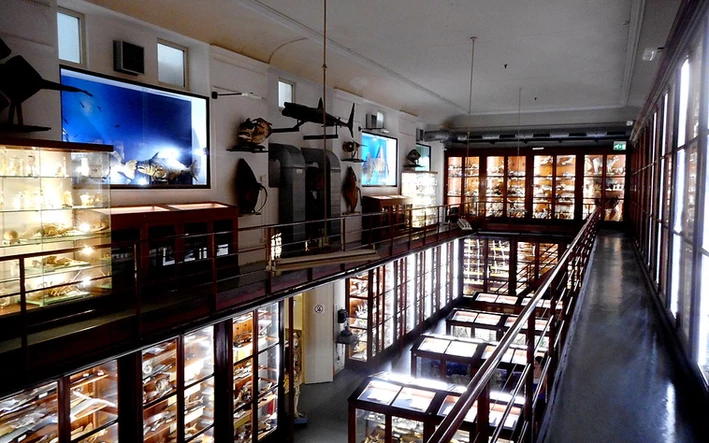 Interior of the Museo Zoologia Doderlein